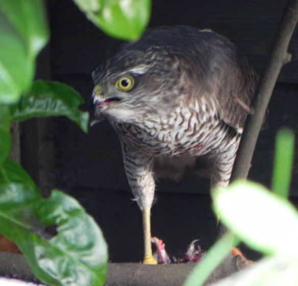 Sparrowhawk Sparrowhawk