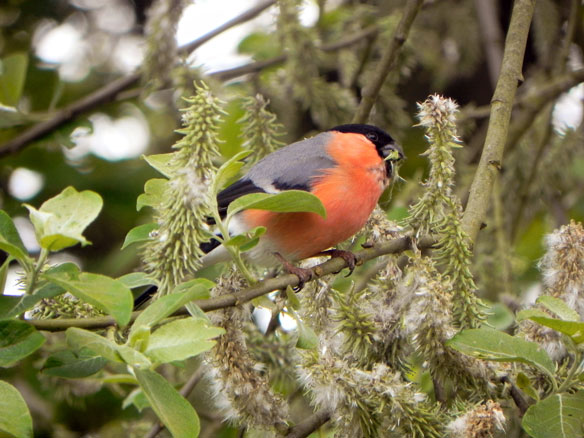 Bullfinch Bullfinch