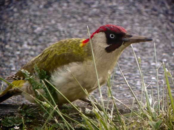 Green Woodpecker Green Woodpecker