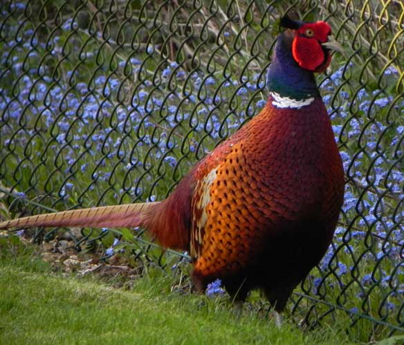 Pheasant Pheasant